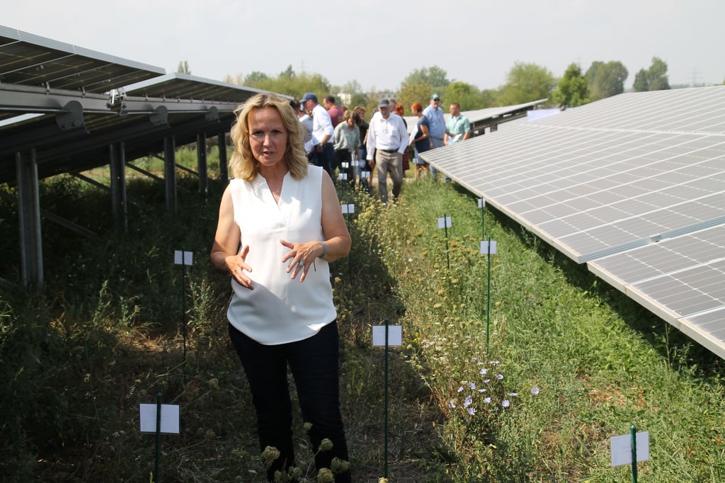 Begutachtete die ausgesäten Wildpflanzen auf der Photovoltaikanlage der EVH im Norden von Halle: Bundesumweltministerin Steffi Lemke.
