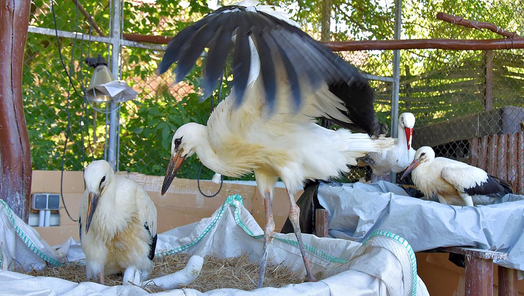Im Sommer werden in Loburg verwaiste Storchenkinder aufgezogen und auf das Leben in der freien Natur vorbereitet. Verletzte Störche und andere Vögel werden aufgenommen, tierärztlich behandelt, gepflegt und nach Genesung ausgewildert.