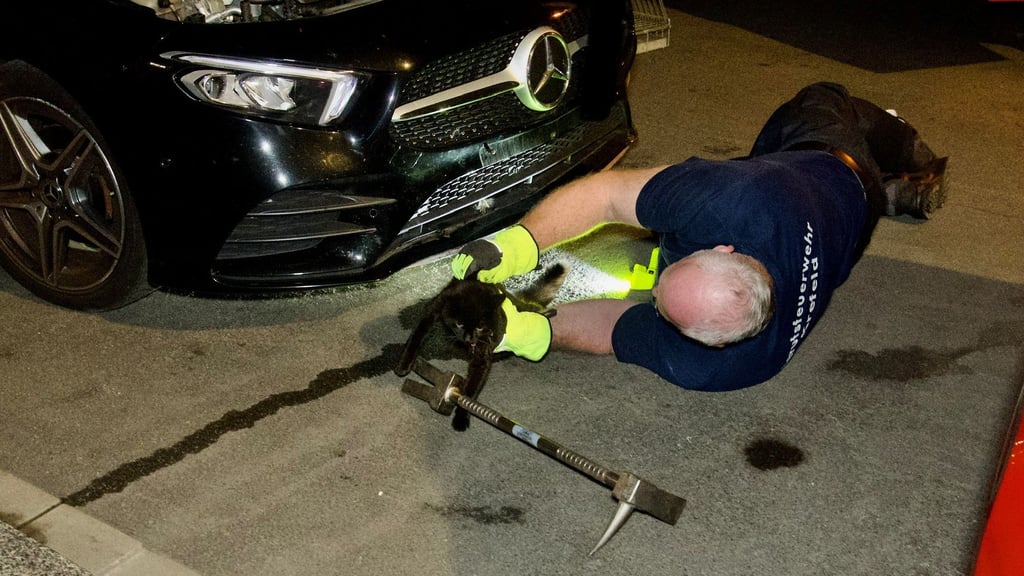Rettung für die eingesperrte Katze in Krefeld: Ein Feuerwehrmann holt sie aus dem Motorraum.