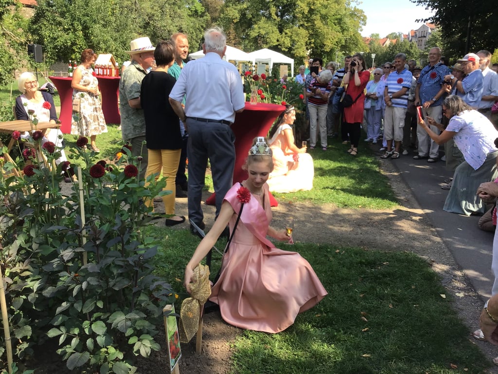 Am Sonntagnachmittag ist eine Bad Köstritzer Dahlie im Schlosspark Moritzburg Zeitz auf den Namen Cici Schlosspark Moritzburg Zeitz getauft worden.