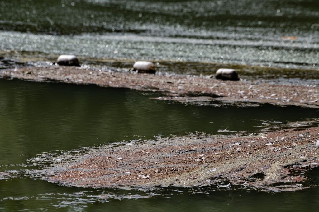 Rote Schlieren und Blaualgen am Badebereich vom Wendebachstaussee im Landkreis Göttingen.