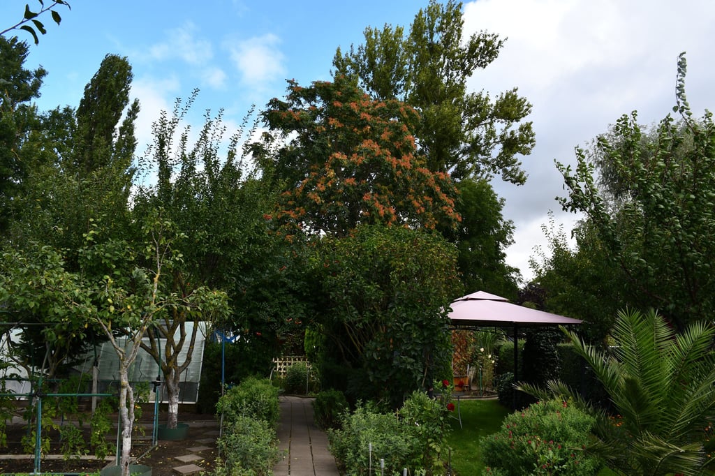 Wer in seinem Garten einen Baum fällen will, braucht dazu eine Genehmigung, wenn der Stammumfang größter als 45 Zentimeter ist.