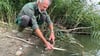 Edgar Appenrodt vom Vorstand des Magdeburger Anglervereins sammelt am Ufer vom Salbker See I in Magdeburg tote Fische ein. Das fünfte Jahr in Folge ist es zu einem Fischsterben in dem See gekommen.