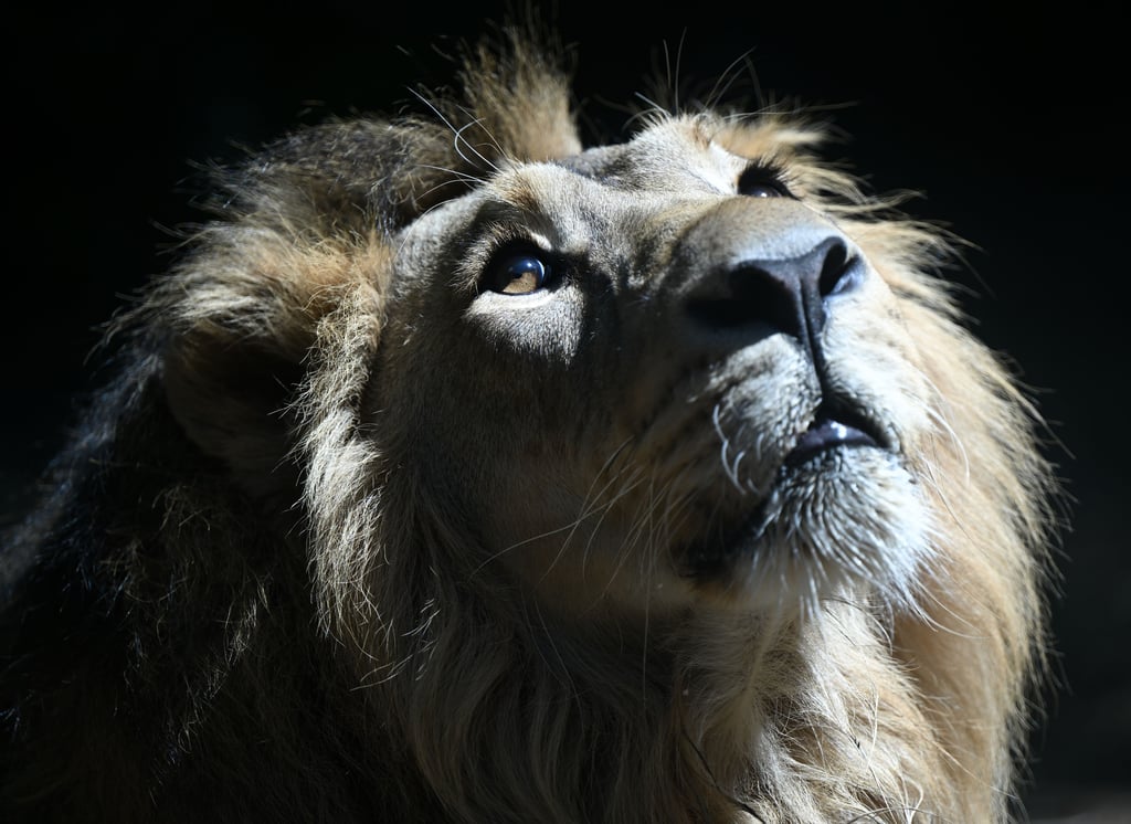 Im Zoo von Ghanas Hauptstadt Accra ist ein Mann von einem Löwen getötet worden, nachdem er in das Gehege der Raubkatze eingedrungen war.