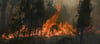 In der Nacht zum Montag ist es erneut bei Blankenburg im Harz zu einem Waldbrand gekommen, der mittlerweile gelöscht ist. Die Warnung an die Bevölkerung, Fenster und Türen wegen starker Rauchentwicklung geschlossen zu halten, wird nunmehr aufgehoben. Symbolbild: