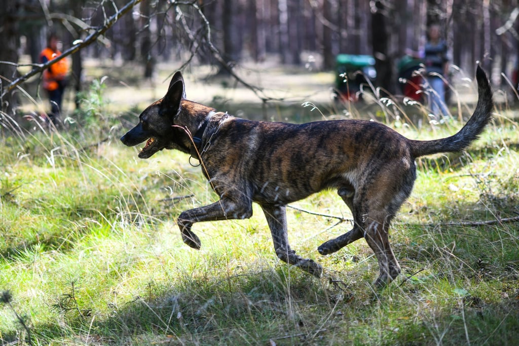 Ein Spürhund der Polizei sucht in einem Waldgebiet nach Hinweisen zu einer vermissten Person.