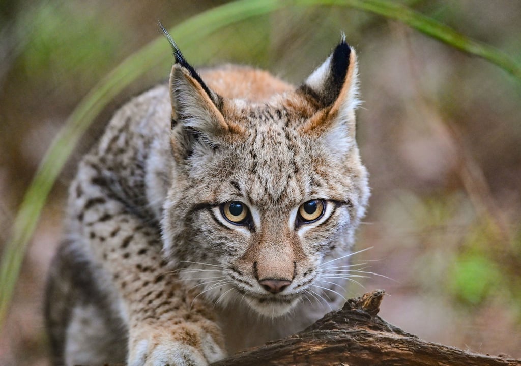 Der Luchs war in Sachsen-Anhalt einmal ausgestorben. Dank eines Auswilderungsprogramms ist er im Harz heute wieder heimisch.