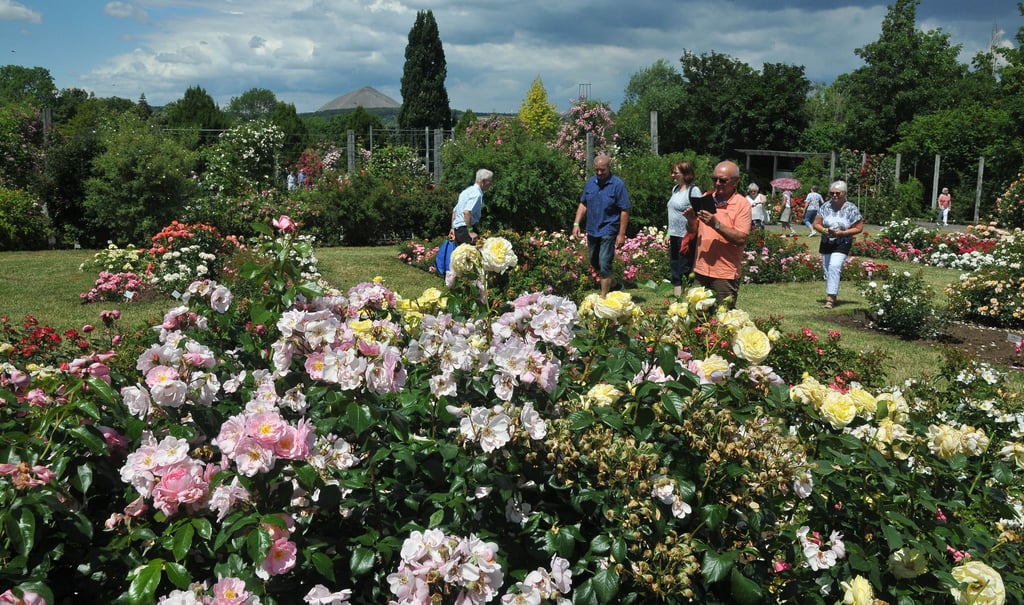 Das Rosarium ist ein überregional beliebtes Ausflugsziel.