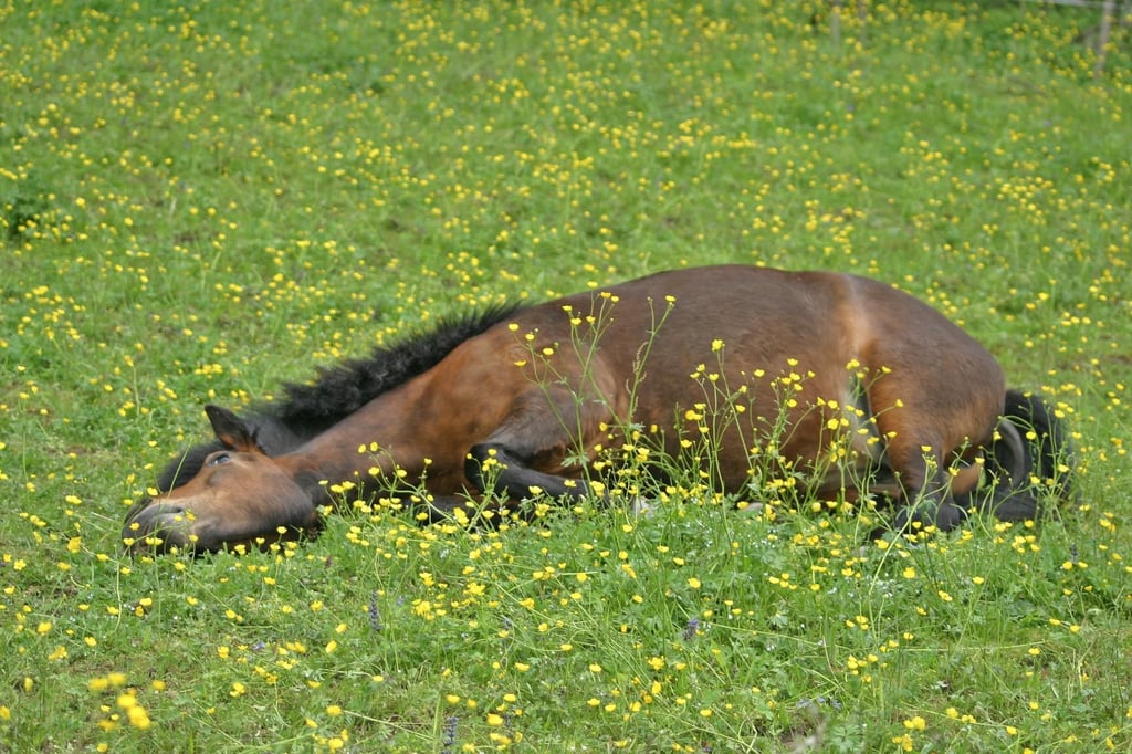 Ein Pferd ist bei Freckleben auf der Zugstrecke zwischen Aschersleben und Hettstedt mit einem Zug zusammengeprallt und dabei gestorben. Die Bahnstrecke war anschließend gesperrt. Symbolbild: