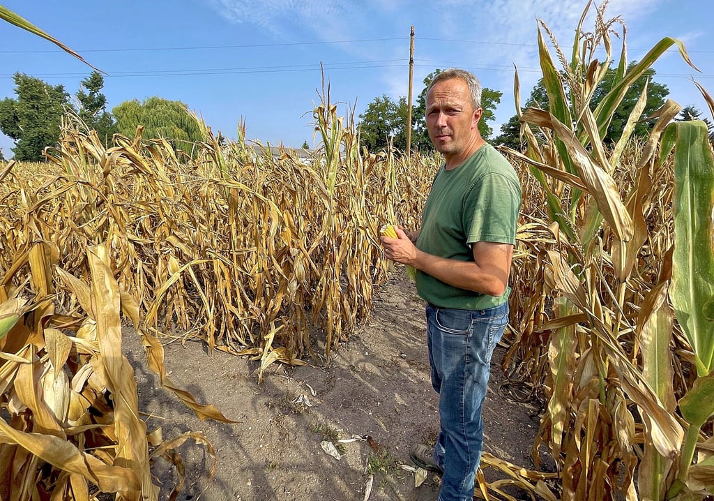 Landwirt Peter Sens hat das Maislabyrinth entworfen und hergerichtet.