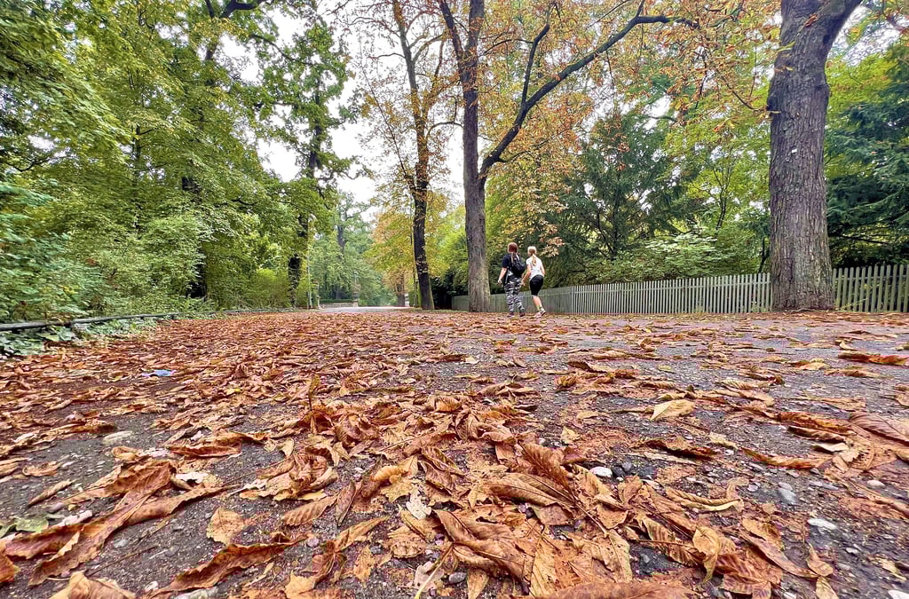 Der Herbst ist da - mitten im Sommer. So sieht es zum Beispiel in der Nähe des Tierparks aus.