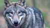 In Thüringen waren in der Vergangenheit bereits mehrfach Wolf-Hund-Hybriden nachgewiesen worden. In Sachsen-Anhalt ist dies nicht der Fall.