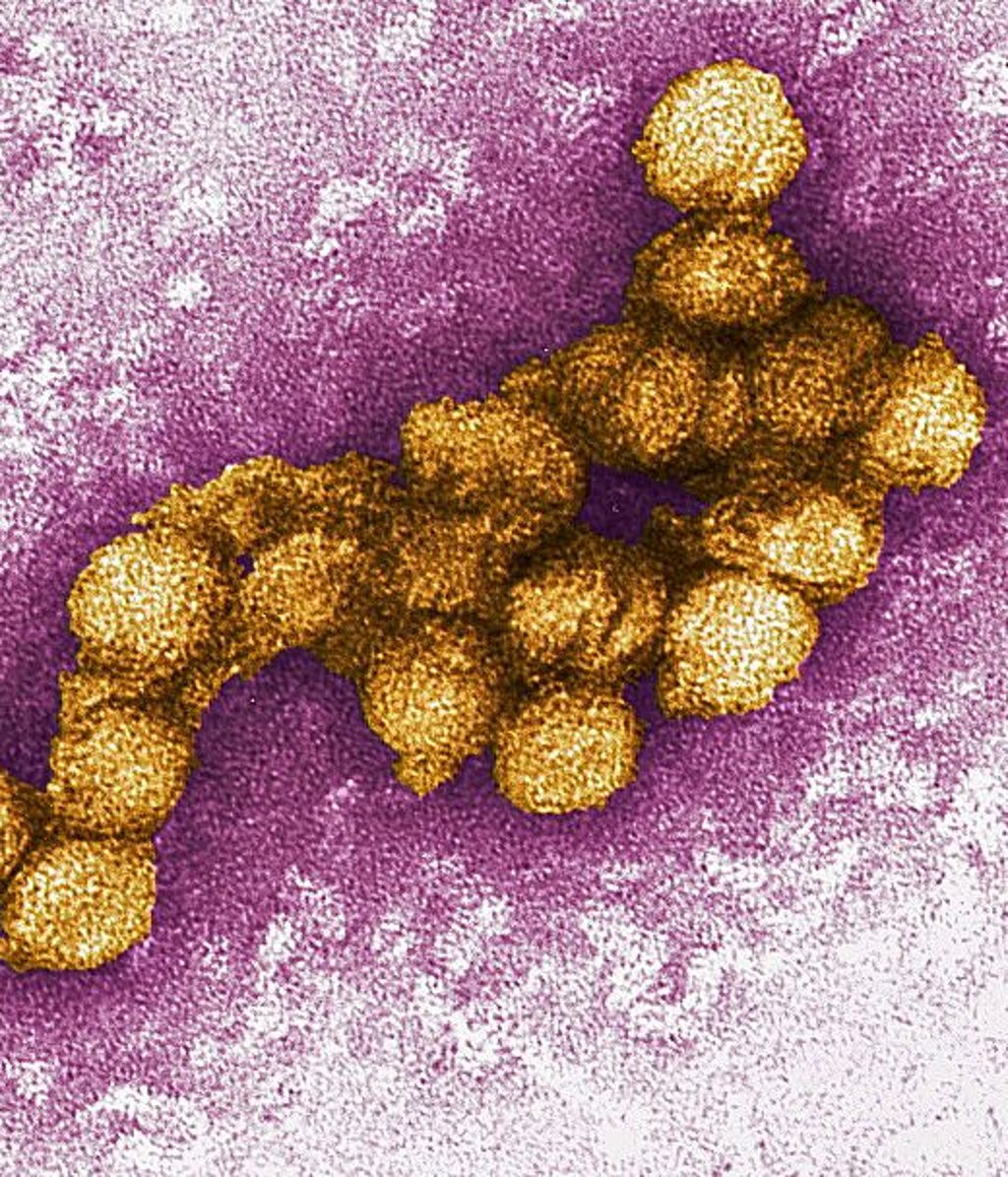 Das Virus wird von Mücken übertragen.