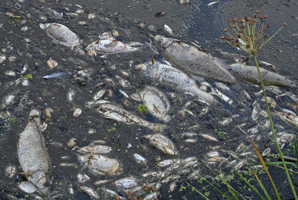 Viele tote Fische treiben im Wasser des deutsch-polnischen Grenzflusses Oder.