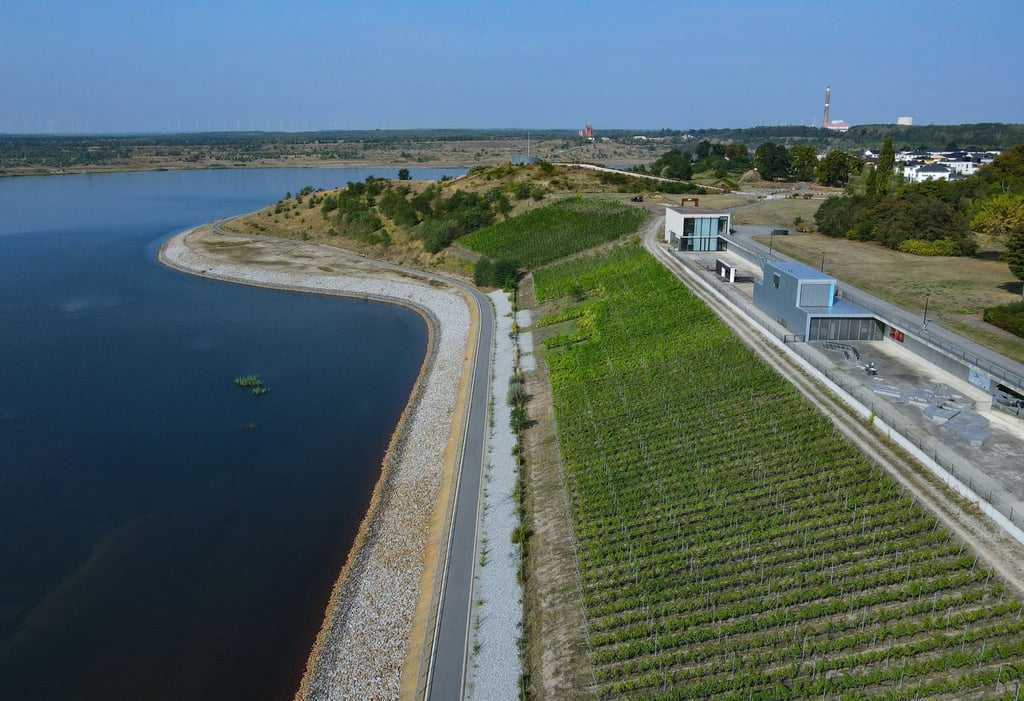 Die Weinberge vom Unternehmen Weinbau Wobar an den IBA-Terrassen am Großräschener See. Auf dem Weinberg an den IBA-Terrassen wachsen seit 2012 Rebstöcke in drei verschiedenen Sorten.