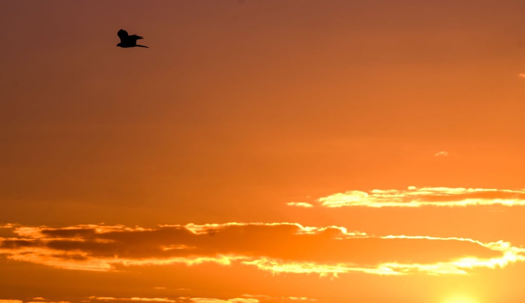 Ein Raubvogel fliegt bei Sonnenaufgang über ein Feld bei Hannover.