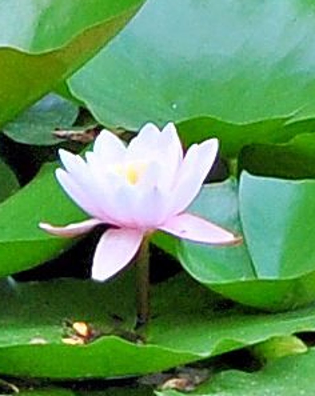 Eine Seerose blüht im Becken des früheren Hellas-Freibads.