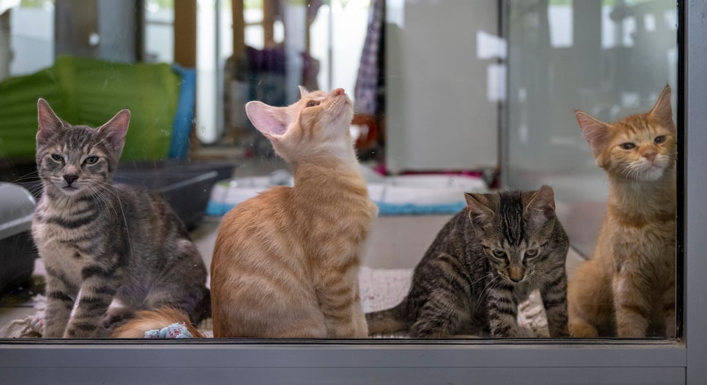 Werden in Atzendorf regelmäßig Katzen vergiftet?
