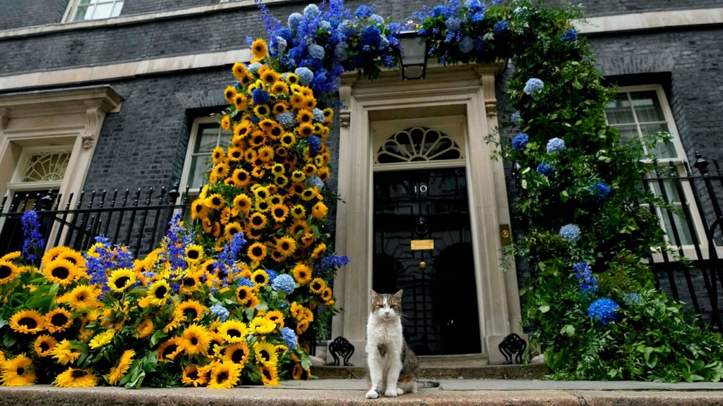 Kater Larry, „Oberster Mäusejäger des britischen Kabinetts“, steht vor seinem Domizil in der Downing Street.