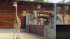 Giraffenkuh Tamika ist der Neuzugang bei den Rothschildgiraffen.