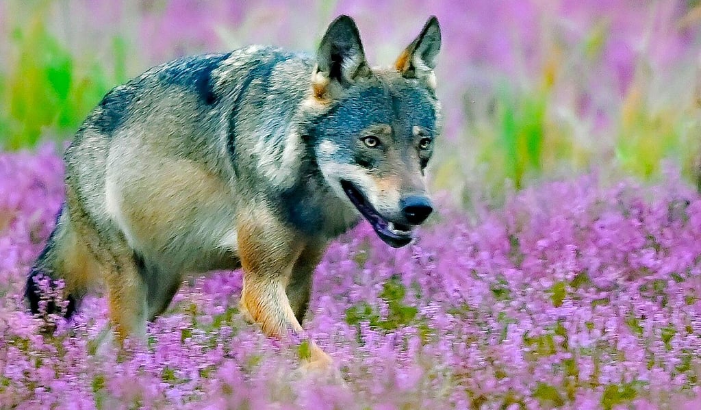 Dieser Wolf streift zwar auch durch die Glücksburger Heide, doch es ist wahrscheinlich nicht das Tier, das bei Paderborn aufgetaucht ist.