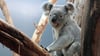 Koala-Männchen Oobi Ooobi ist im Alter von acht Jahren gestorben.