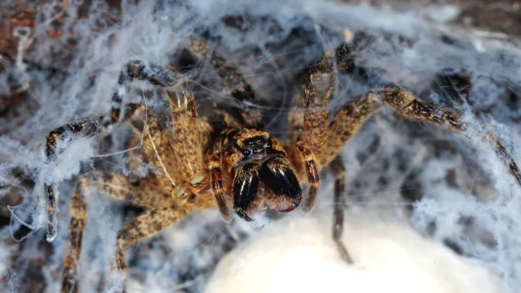 Saxony-Anhalt: How widespread is the Nosferatu spider
