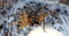 Die giftige Nosferatu-Spinne ist auch in Sachsen-Anhalt nachgewiesen worden. Symbolbild: