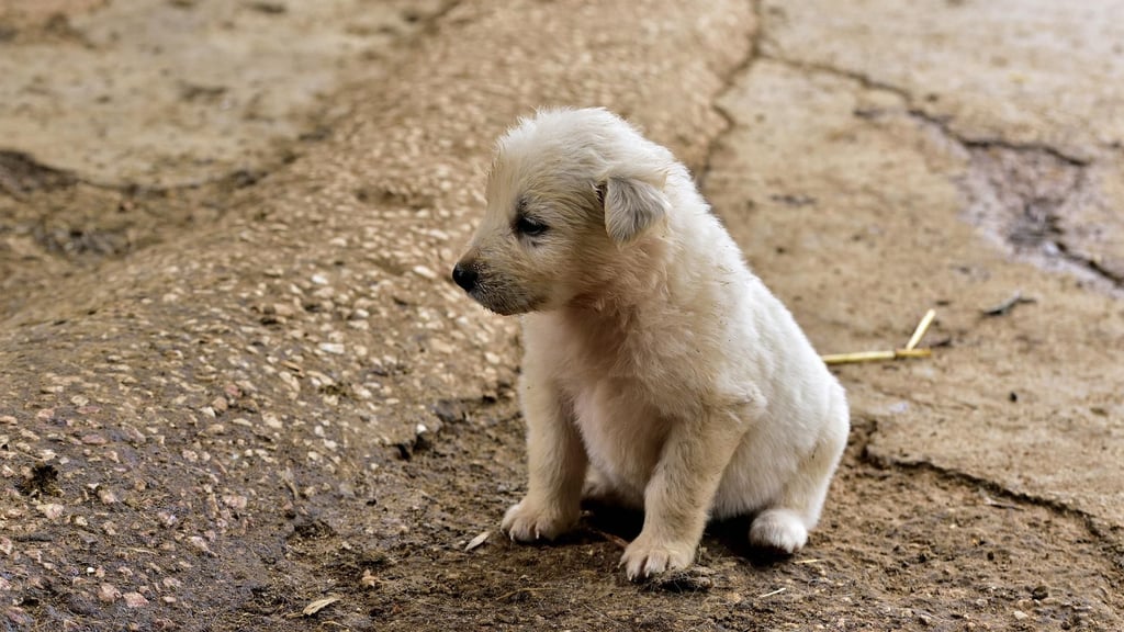 Ein kleiner Hund ist offenbar qualvoll in den Flammen verendet, die bei einem Brand aus einem Wohnhaus in Burg in Sachsen-Anhalt schlugen. Symbolbild: