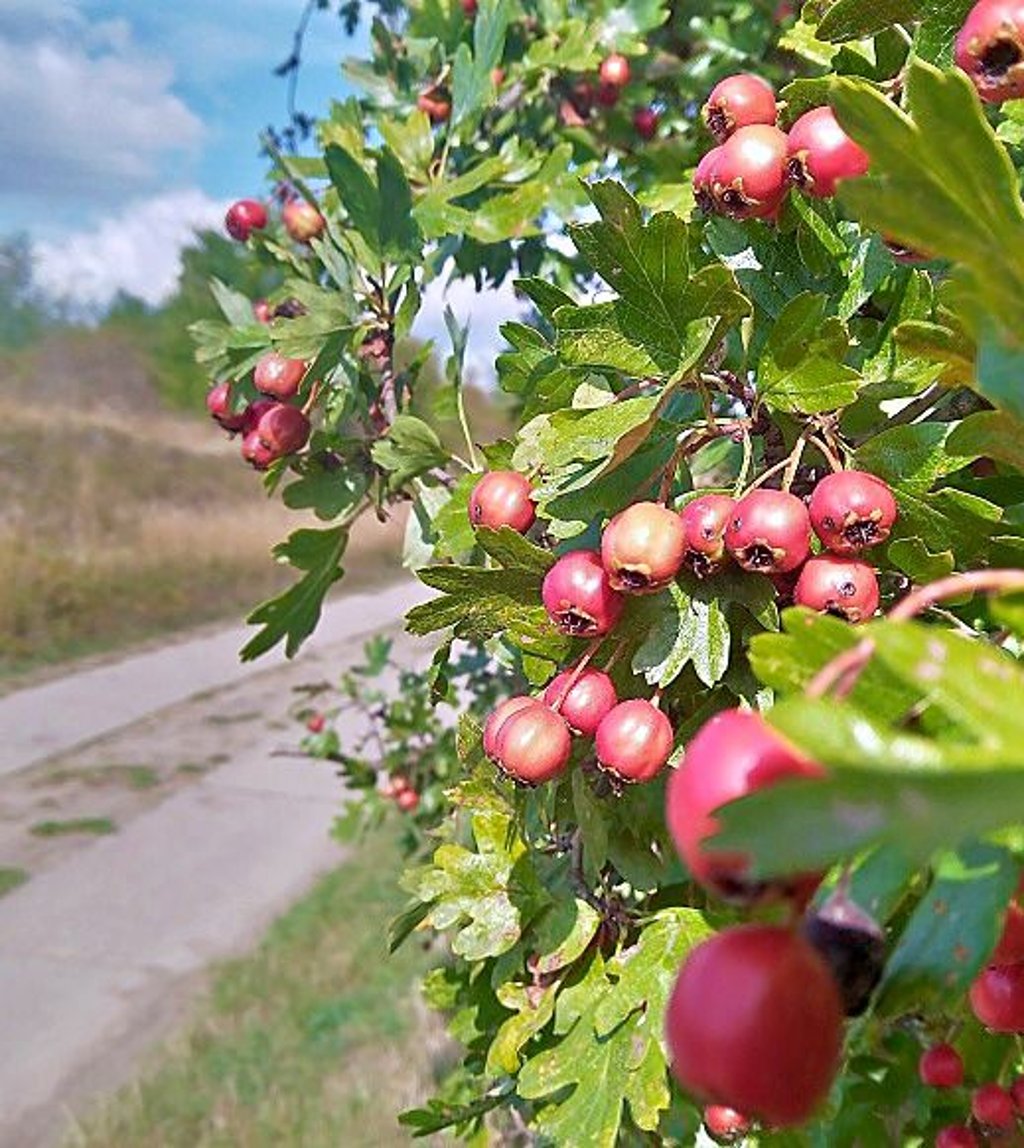 Der Weg führt vorbei an den reifenden Beeren des Weißdorns an der Erdkuhle ins Gewerbegebiet.