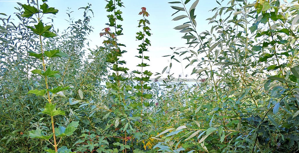 An mehreren öffentlichen Aussichtspunkten muss der Arendsee förmlich gesucht werden, Wildwuchs breitet sich aus.