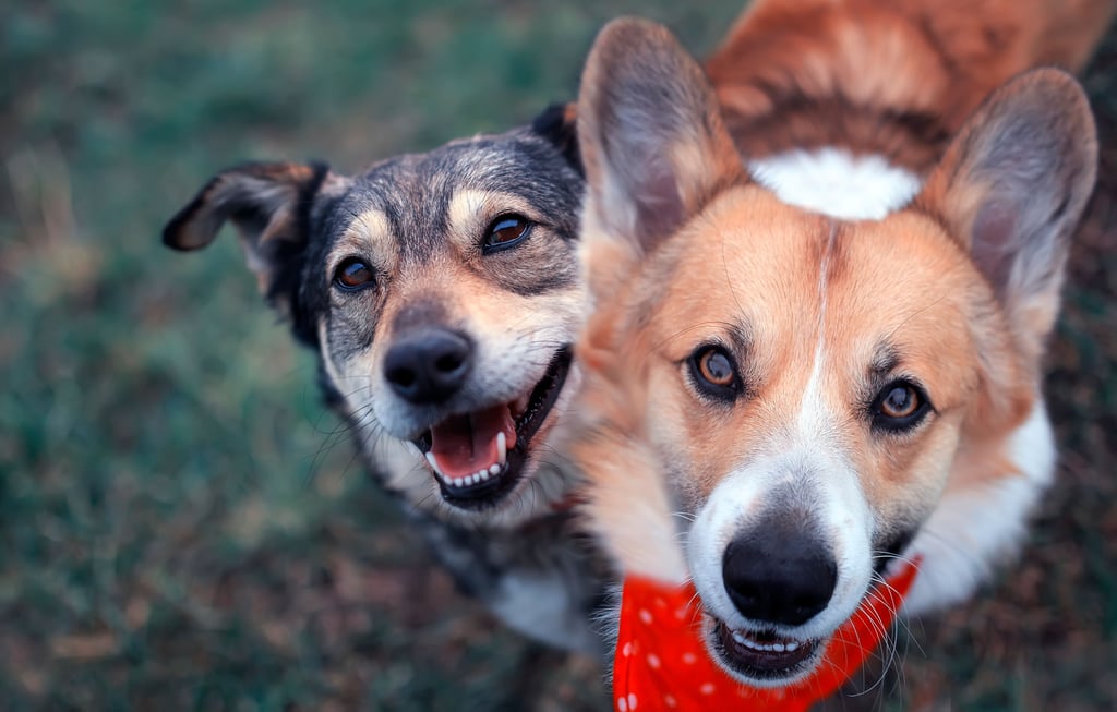 Hunde brauchen andere Hunde. Es ist falsch zu glauben, dass der Mensch eine Hundefreundschaft ersetzen könnte.