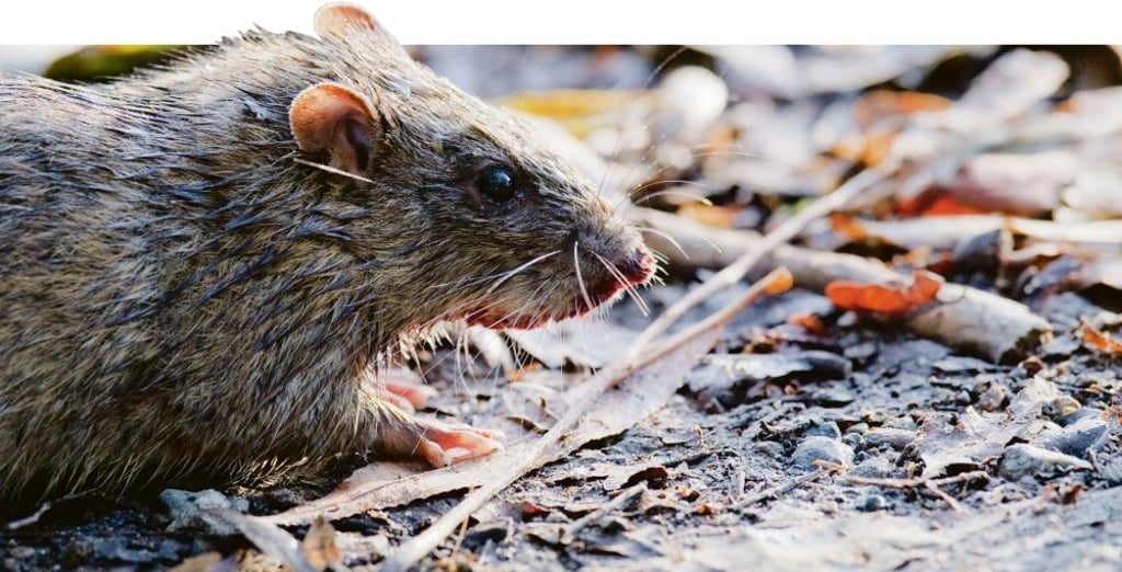 In verwahrlosten und teils zugemüllten  Häusern fühlen sich auch Ratten sehr wohl. 