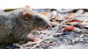 In verwahrlosten und teils zugemüllten  Häusern fühlen sich auch Ratten sehr wohl. 