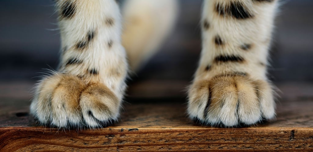 Einer Katze in Zörbig ist in die Pfoten geschossen worden.