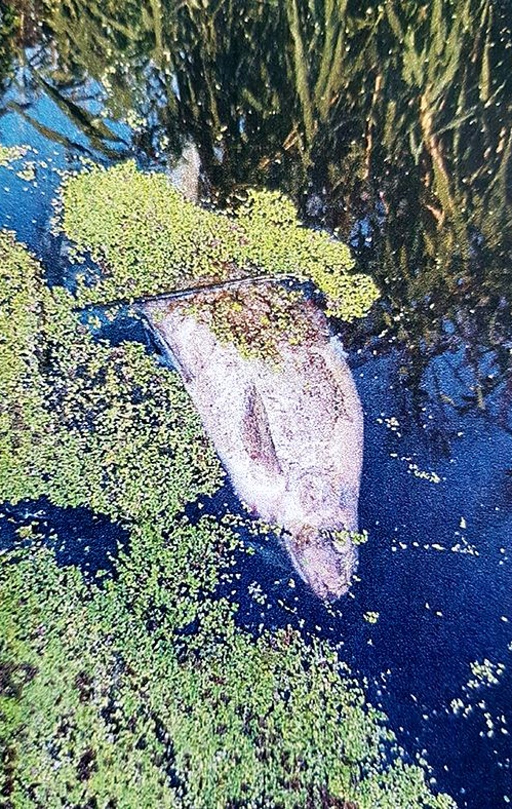 Zu wenig Sauerstoff im Aland Seehausen. Das machen die Fische nicht ewig mit.