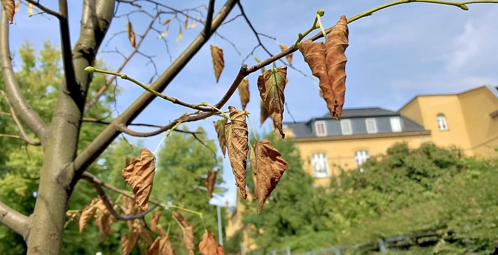 Die junge Linde in der Röntgenstraße hat trotz Krankheit Knospen.