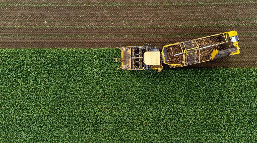 Mit einem Rübenroder werden Zuckerrüben auf einem Feld geerntet.