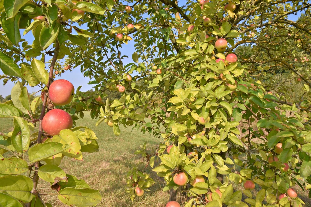 Die Äpfel sind erntebereit: Auf der Streuobstwiese am Silberbergweg/Große Sülze hängen Früchte an den Bäumen.