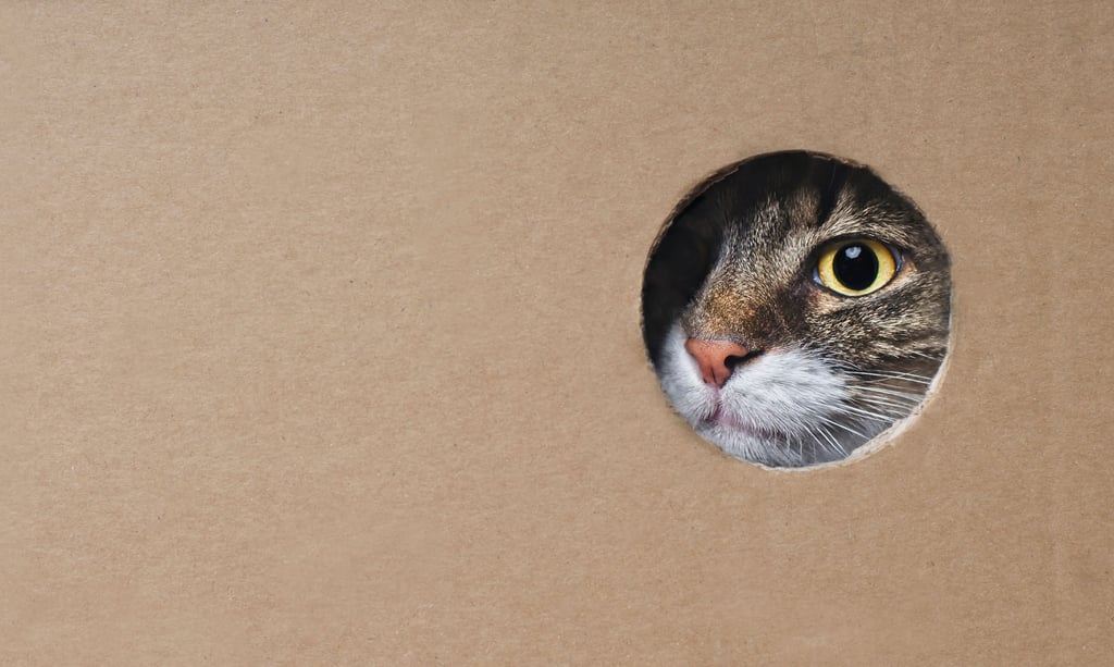 Katzen sind neugierig und lieben Höhlen. Deshalb sollten Katzenbesitzer während des Umzugs darauf achten, dass ihr Stubentiger nicht versehentlich in einer Umzugskiste landet.
