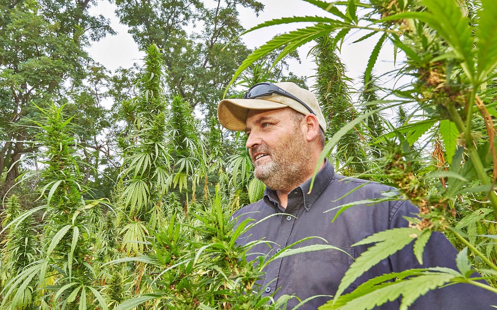 Landwirt Matthias Saudhof aus Nelben baut neuerdings Hanf an - für die Ölproduktion.