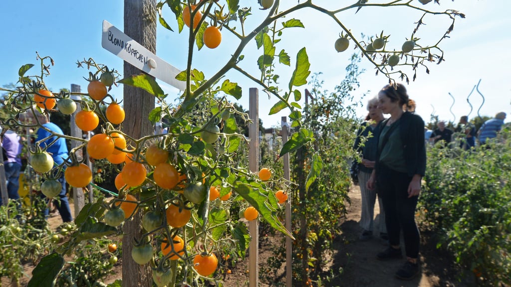 Ob gelb, rot oder bräunlich - Tomaten haben viele „Gesichter“, sagt auch Tomatenexpertin Gisela Ewe, Initiatorin des Aktionstages.
