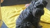 Ein Hund ist am Sonntag (4. September) in Haldensleben auf der Straße gefunden und beim Polizeirevier abgegeben worden. Auf dem Halsband des Hundes stand in kyrillischer Schrift: "Keiner will mich".