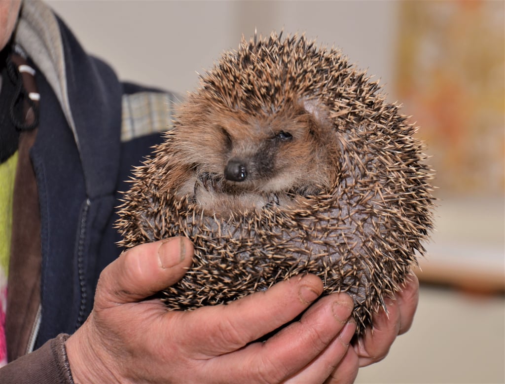 Zwischen drei bis sieben Igel verbringen den Winter im NABU-Zentrum „Im Stadtwald“ in Wittenberg.