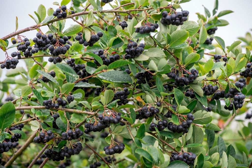 Aroniabeeren hängen an einem Strauch.
