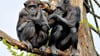 Schimpansen im Pongoland im Zoo Leipzig. Eines der Tiere starb nun bei Streits innerhalb der Gruppe.
