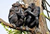 Schimpansen im Pongoland im Zoo Leipzig. Eines der Tiere starb nun bei Streits innerhalb der Gruppe.