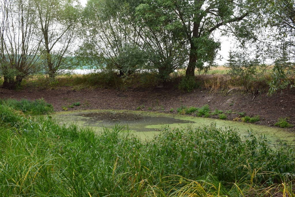 Nur ein kleiner Rest Wasser steht aktuell im Lübser Dorfteich. Im Frühjahr wurde das Wasser ausgepumpt, um gegen den Gestank vorzugehen.