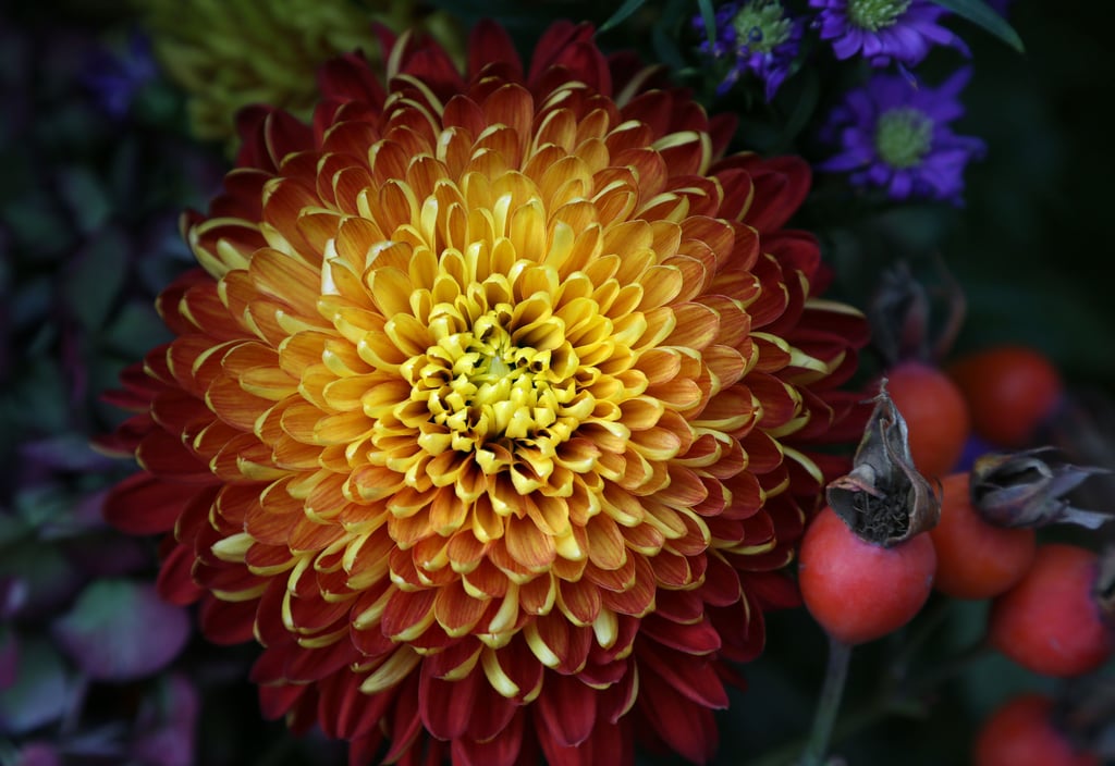 Auch Chrysanthemen eignen sich gut als Herbst-Pflanzen für den Balkon.