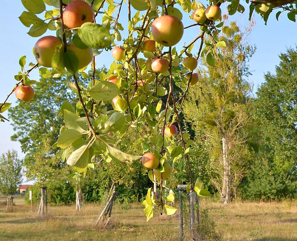 In der Steutzer Elbaue befindet sich eine Streuobstwiese, auf der verschiedene Apfel- und Birnenbäume stehen.